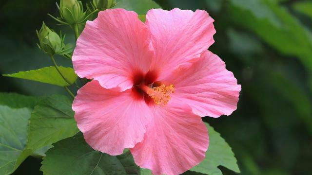 芙蓉鸟图片大全:高清品种图鉴与羽毛颜色对比 第2张 芙蓉鸟图片大全:高清品种图鉴与羽毛颜色对比 第2张