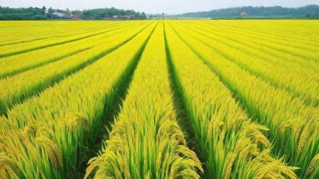 一亩等于多少平方米及平方尺:全面解析与实际应用 第2张 一亩等于多少平方米及平方尺:全面解析与实际应用 第2张