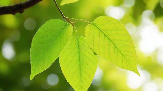 树叶有什么作用:从生态到经济的全方位解析 第3张 树叶有什么作用:从生态到经济的全方位解析 第3张