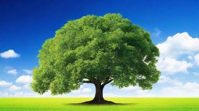 树有什么作用:全面解析树木对生态、经济与生活的深远影响 第3张 树有什么作用:全面解析树木对生态、经济与生活的深远影响 第3张