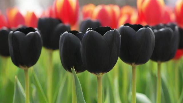 黑色郁金香的历史、文化象征及种植技巧全解析