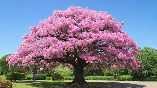 会开花的树:全面了解常见种类、季节推荐与庭院设计技巧 第2张 会开花的树:全面了解常见种类、季节推荐与庭院设计技巧 第2张