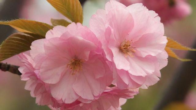 春天有什么花:全面解析春季花卉种类、种植技巧与赏花胜地 第3张 春天有什么花:全面解析春季花卉种类、种植技巧与赏花胜地 第3张
