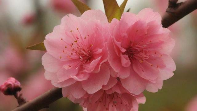 春天有什么花:全面解析春季花卉种类、种植技巧与赏花胜地 第4张 春天有什么花:全面解析春季花卉种类、种植技巧与赏花胜地 第4张