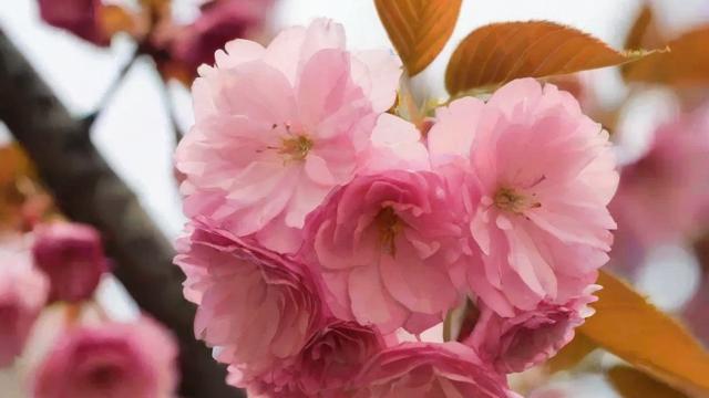 春天开什么花？全面解析春季花卉及种植技巧