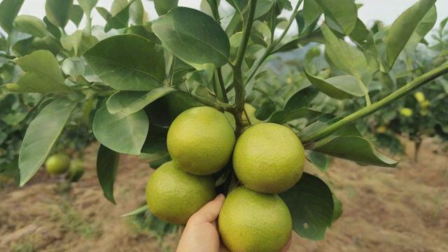 宜兴高塍镇特色农产品与生态旅游的完美结合
