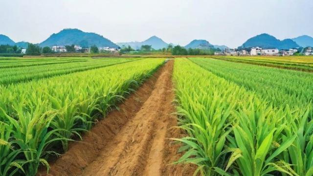 宜兴高塍镇特色农产品与生态旅游的完美结合 第2张 宜兴高塍镇特色农产品与生态旅游的完美结合 第2张