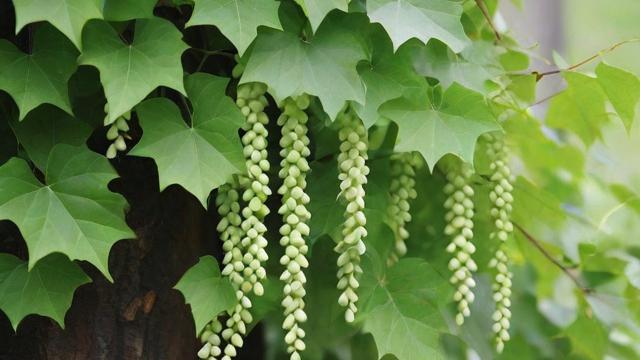 爬山虎种子种植技巧及生态经济价值全面解析