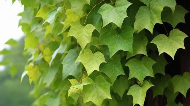 爬山虎种子种植技巧及生态经济价值全面解析  第3张