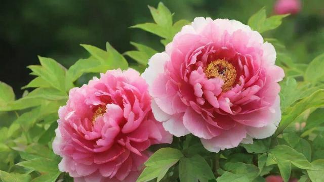 牡丹花开富贵的文化内涵与现代应用解析