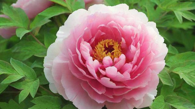 牡丹花开富贵的文化内涵与现代应用解析 第3张 牡丹花开富贵的文化内涵与现代应用解析 第3张