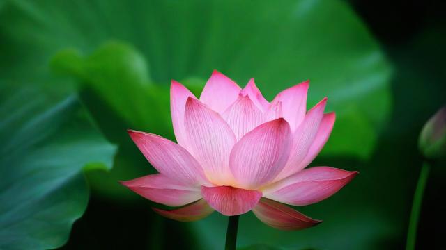 莲花的特点及其在文化、生活中的广泛应用