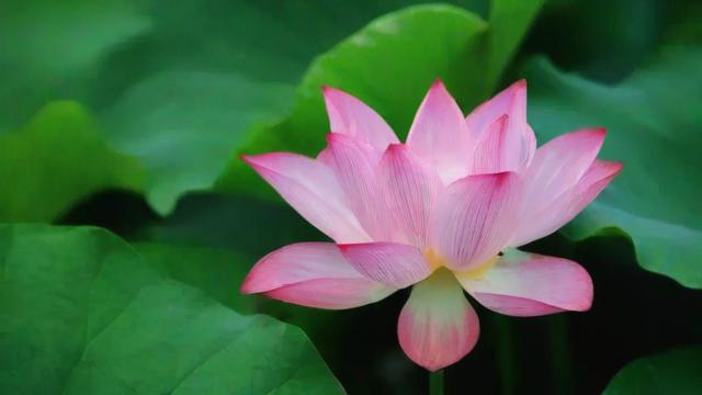莲花的特点及其在文化、生活中的广泛应用 第2张 莲花的特点及其在文化、生活中的广泛应用 第2张