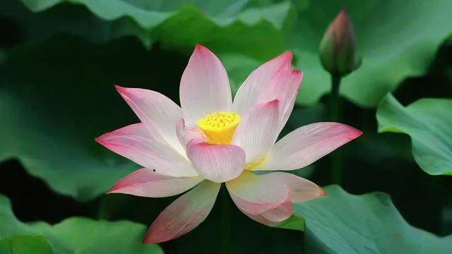 莲花的特点及其在文化、生活中的广泛应用 第3张 莲花的特点及其在文化、生活中的广泛应用 第3张
