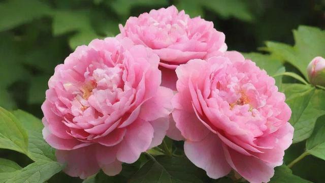 春夏秋冬的花:四季花卉种植技巧与文化寓意全解析 第3张 春夏秋冬的花:四季花卉种植技巧与文化寓意全解析 第3张