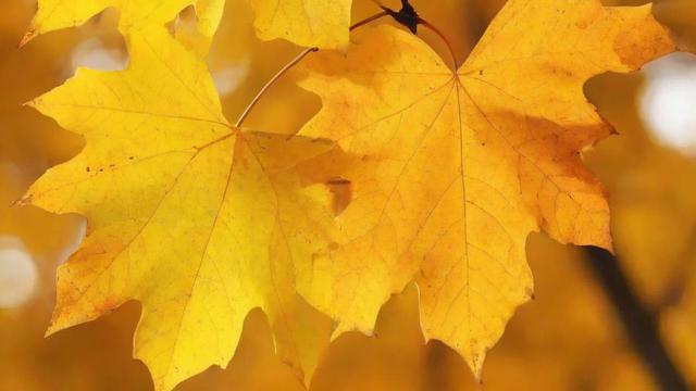 秋天的植物:分类、特征、生态价值及养护技巧全解析 第2张 秋天的植物:分类、特征、生态价值及养护技巧全解析 第2张