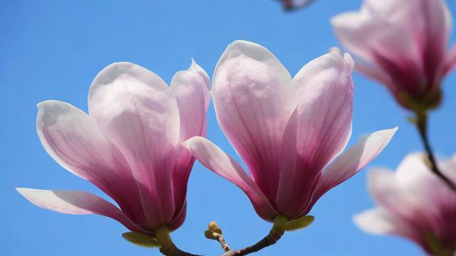 木兰花图片大全:种类、特性及应用指南 第2张 木兰花图片大全:种类、特性及应用指南 第2张