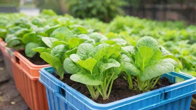 泡沫箱种菜全攻略：从选择到管理轻松打造城市小菜园  第2张