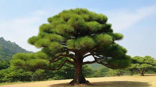 松树的品种大全：特性、分布及应用价值详解