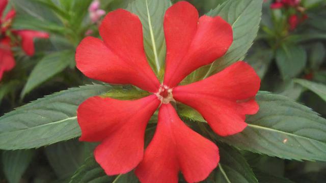 凤仙花种子种植方法与养护技巧，助你轻松培育美丽凤仙花