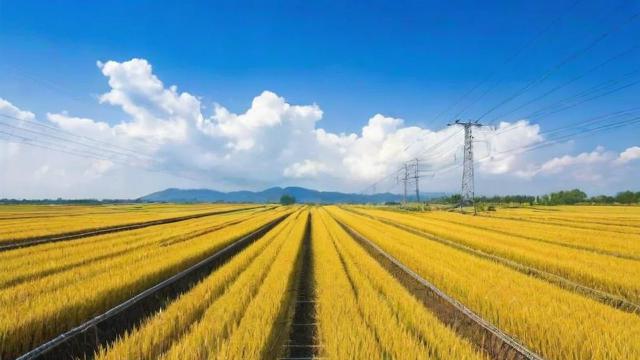 钢筋一米多重?快速掌握钢筋每米重量计算方法及技巧 第2张 钢筋一米多重?快速掌握钢筋每米重量计算方法及技巧 第2张