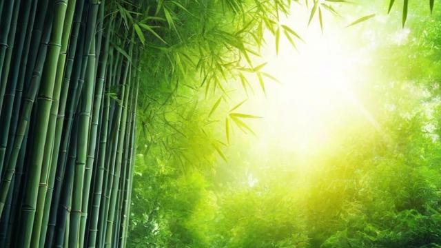 竹子的作用:从日常生活到建筑环保的全方位解析 第2张 竹子的作用:从日常生活到建筑环保的全方位解析 第2张