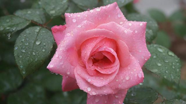 雨花区房价走势分析及购房指南 第2张 雨花区房价走势分析及购房指南 第2张