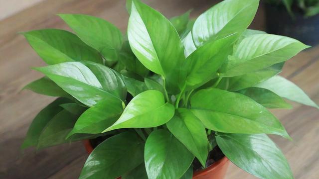 绿色植物有哪些种类及养护方法全攻略