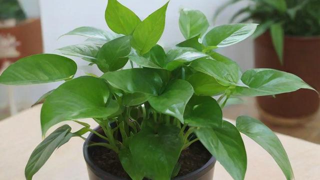 绿色植物有哪些种类及养护方法全攻略 第2张 绿色植物有哪些种类及养护方法全攻略 第2张