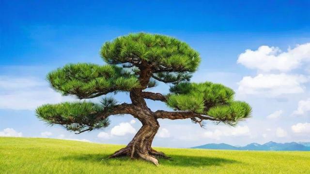松树的作用：从生态保护到经济价值的全面解析