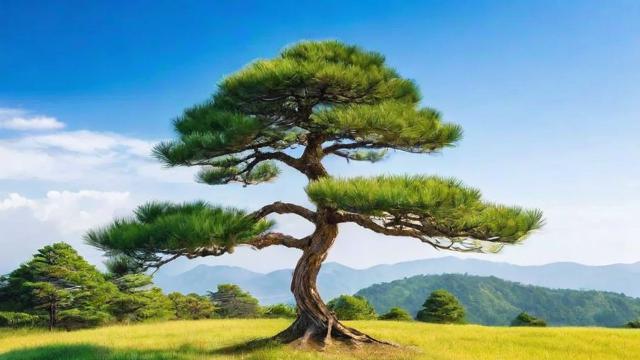 松树的作用:从生态保护到经济价值的全面解析 第2张 松树的作用:从生态保护到经济价值的全面解析 第2张