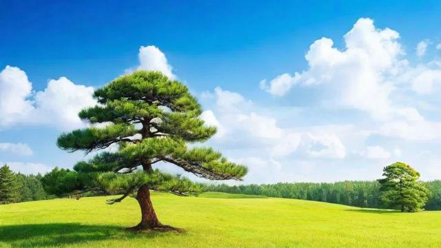 松树的作用:从生态保护到经济价值的全面解析 第4张 松树的作用:从生态保护到经济价值的全面解析 第4张