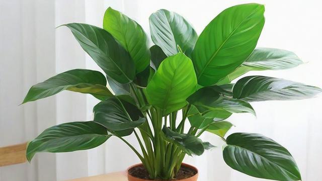大叶子绿植选购与养护全攻略，提升家居生活品质