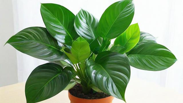 大叶子绿植选购与养护全攻略,提升家居生活品质 第4张 大叶子绿植选购与养护全攻略,提升家居生活品质 第4张