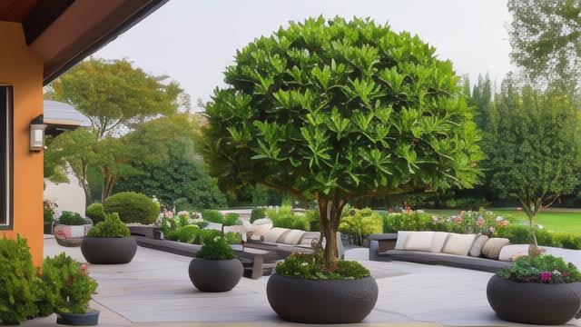 庭院景观树种植技巧与养护指南，打造四季如画的美丽空间  第1张