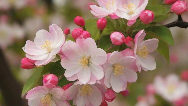 海棠花品种大全:挑选、种植与鉴赏技巧,让庭院焕发新活力 第1张 海棠花品种大全:挑选、种植与鉴赏技巧,让庭院焕发新活力 第1张