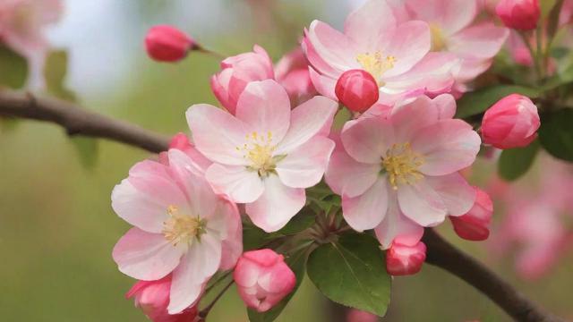 海棠花品种大全:挑选、种植与鉴赏技巧,让庭院焕发新活力 第2张 海棠花品种大全:挑选、种植与鉴赏技巧,让庭院焕发新活力 第2张