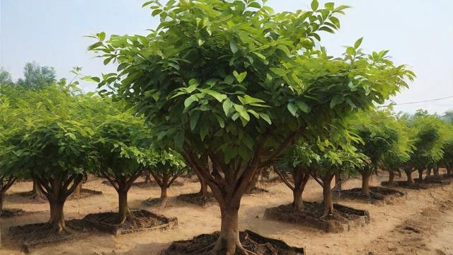 黄花梨树苗种植技术与市场价值分析,助您实现经济效益最大化 第1张 黄花梨树苗种植技术与市场价值分析,助您实现经济效益最大化 第1张