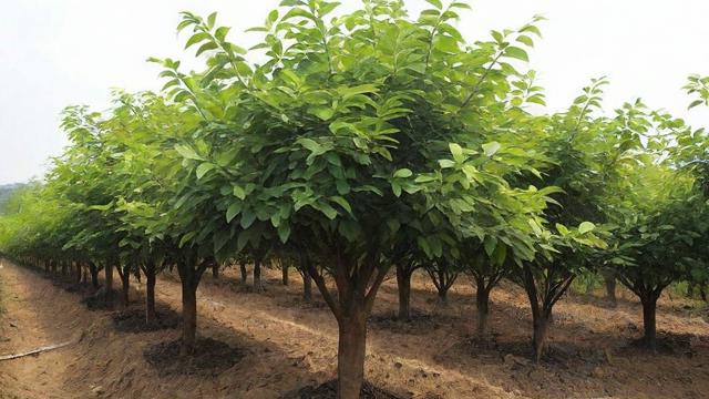 黄花梨树苗种植技术与市场价值分析,助您实现经济效益最大化 第2张 黄花梨树苗种植技术与市场价值分析,助您实现经济效益最大化 第2张