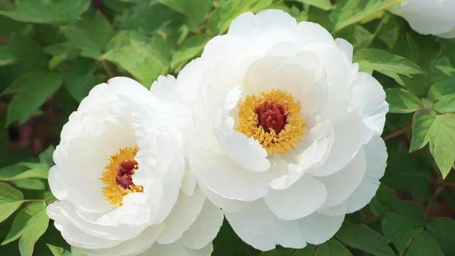 白色牡丹花种植技巧与文化象征意义全解析