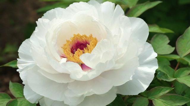 白色牡丹花种植技巧与文化象征意义全解析 第2张 白色牡丹花种植技巧与文化象征意义全解析 第2张