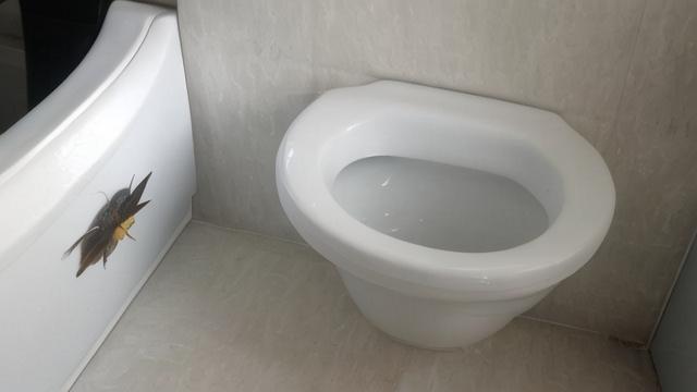 卫生间小飞虫防治全攻略:潮湿环境与清洁妙招 第3张 卫生间小飞虫防治全攻略:潮湿环境与清洁妙招 第3张