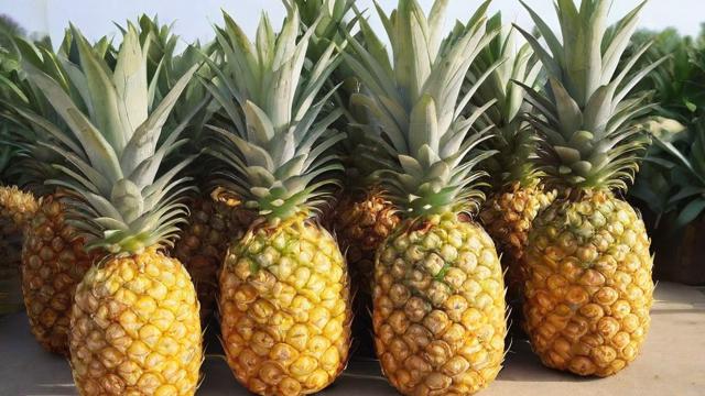 菠萝格木材价格走势及应用领域全面解析