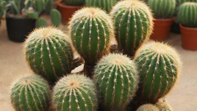 仙人掌种类大全:球形、柱状、片状仙人掌的形态特点与养护技巧 第2张 仙人掌种类大全:球形、柱状、片状仙人掌的形态特点与养护技巧 第2张