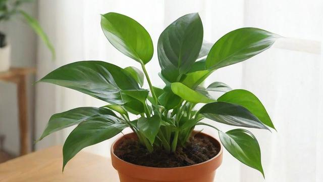 不怕冷的植物推荐及养护技巧,让冬季室内充满绿意 第2张 不怕冷的植物推荐及养护技巧,让冬季室内充满绿意 第2张