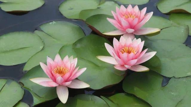 睡莲种植方法详解:从基础到养护全攻略 第3张 睡莲种植方法详解:从基础到养护全攻略 第3张