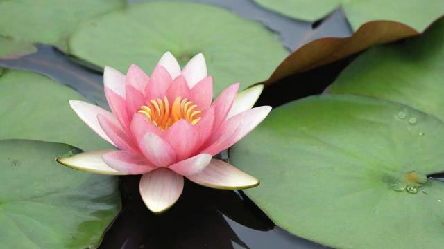 睡莲种植方法详解:从基础到养护全攻略 第4张 睡莲种植方法详解:从基础到养护全攻略 第4张