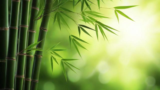 全面了解竹子的介绍及其应用价值与文化意义