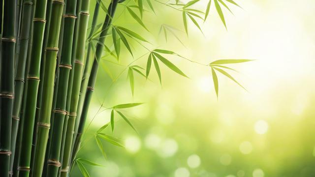 全面了解竹子的介绍及其应用价值与文化意义 第3张 全面了解竹子的介绍及其应用价值与文化意义 第3张