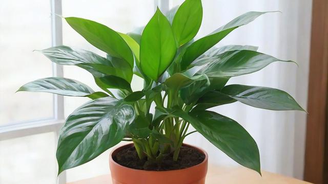 什么植物好养:适合室内低光照环境的植物推荐与养护技巧 第2张 什么植物好养:适合室内低光照环境的植物推荐与养护技巧 第2张